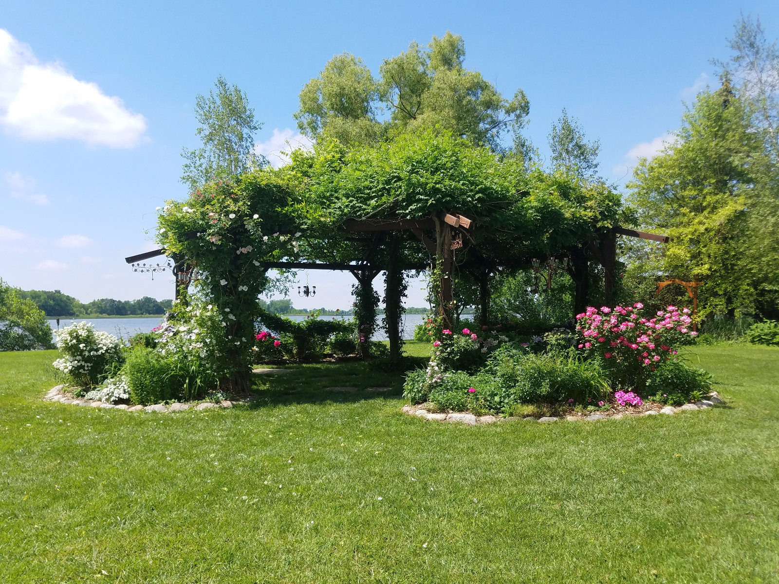 Several Roses, Clematis red Honeysuckle and Geranium in bloom